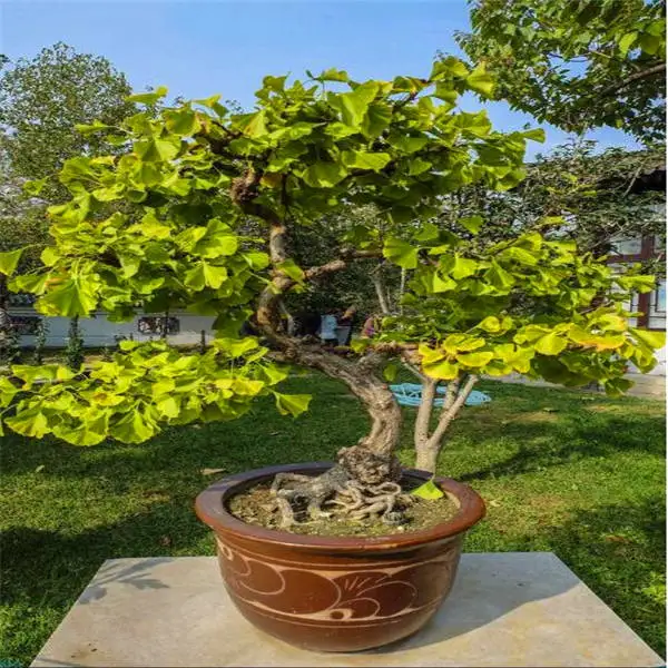 20 шт Albizia(акация) Julibrissin дерево(Мимоза/персидское шелковое дерево) мини цветок бонсай в горшках, diy домашний миниатюрный садовый завод - Цвет: 9