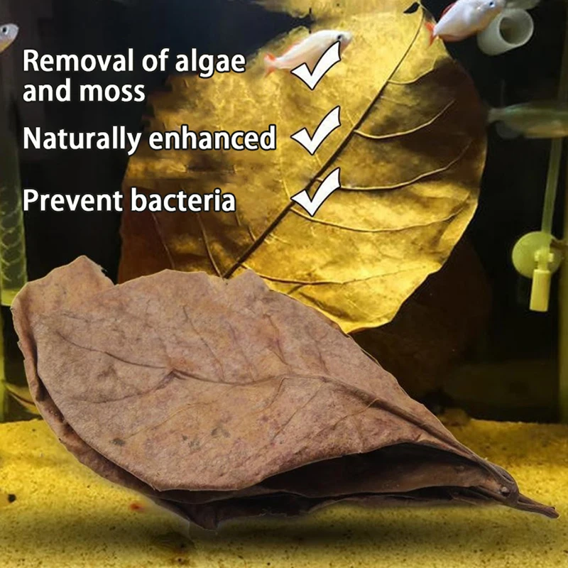 

5/20pcs Natural Catappa Leaves Almond Leaf Fish Cleaning Treatment Aquarium Tank