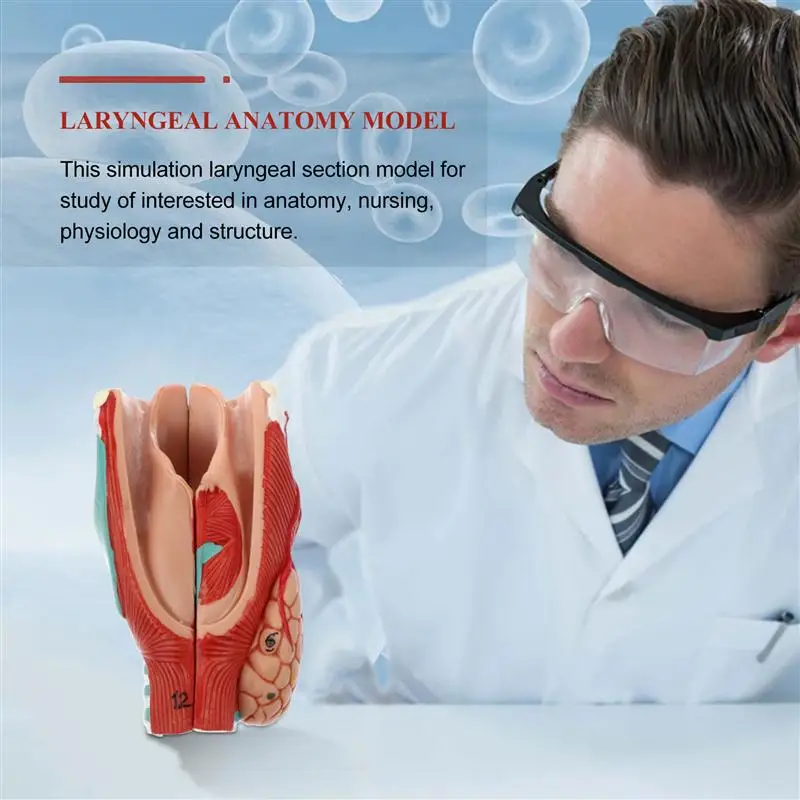 

Detachable Natural Human Laryngeal Anatomical Model Simulation Throat Model