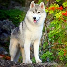 100% Полный 5D Diy Daimond картина 