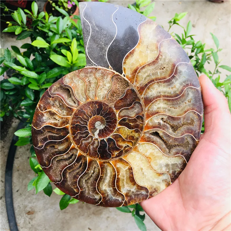 Натуральный аммоний довольно NAUTILUS MADAGASCAR FOSSIL с лечебным действием образцы