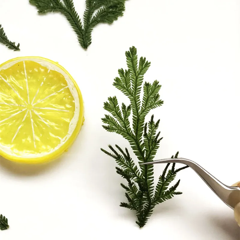 24 шт./4-6 см натуральная прессованная ветка плаунка зеленая трава цветы DIY