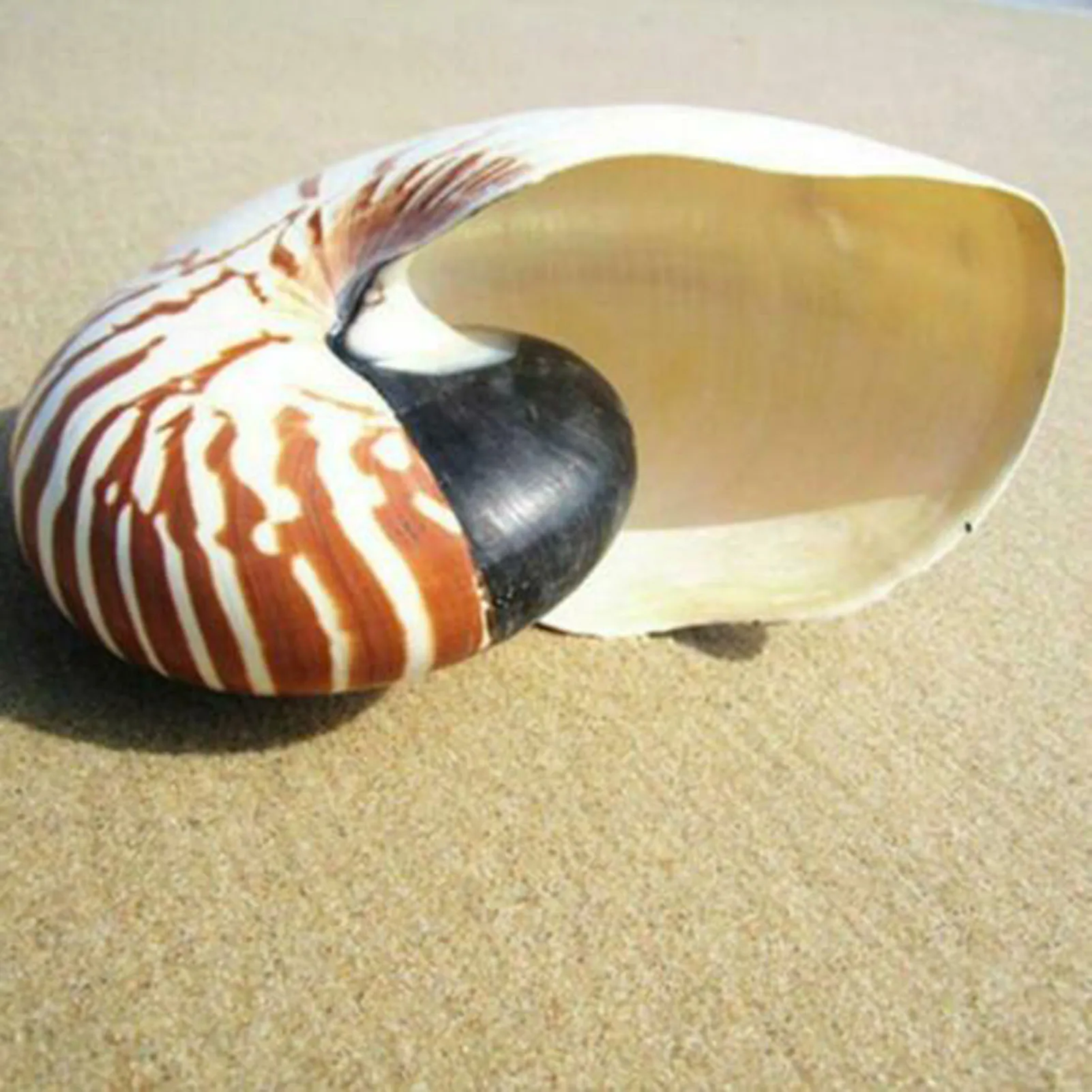 

Natural Pearly Screw Nautilus Conches Shells Sea Snail Home Decoration Ornament BDF99