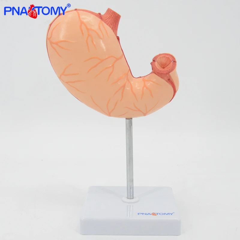 Медицинский Подарок для медицинской анатомии органов пищеварительной системы