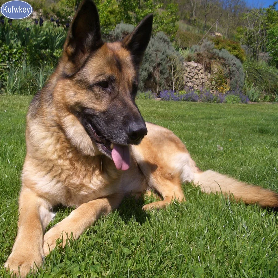 Алмазная живопись сделай сам вышивка крестиком 5D алмазная немецкая овчарка