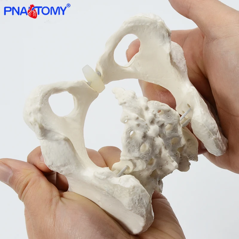 Мини-модель таза модель человеческого скелета образец бедер анатомия
