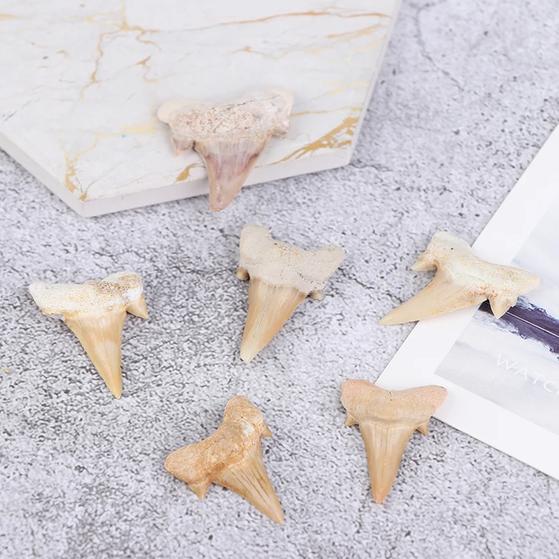 1 шт. Megalodon ископаемый зуб Акулий зубы морская биология учебный образец | Игрушки и