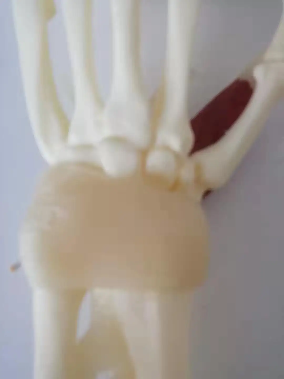 Модель ручного соединения с мышцами сухожилия кости нервы человеческий скелет