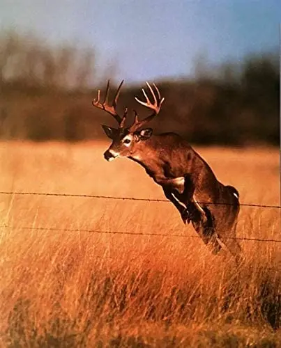 Deer Poster Jumping in Field Barb Wire Poster 1991 Wildlife Novelty Metal Sign Home Thanksgiving Wall Decoration Man Cave