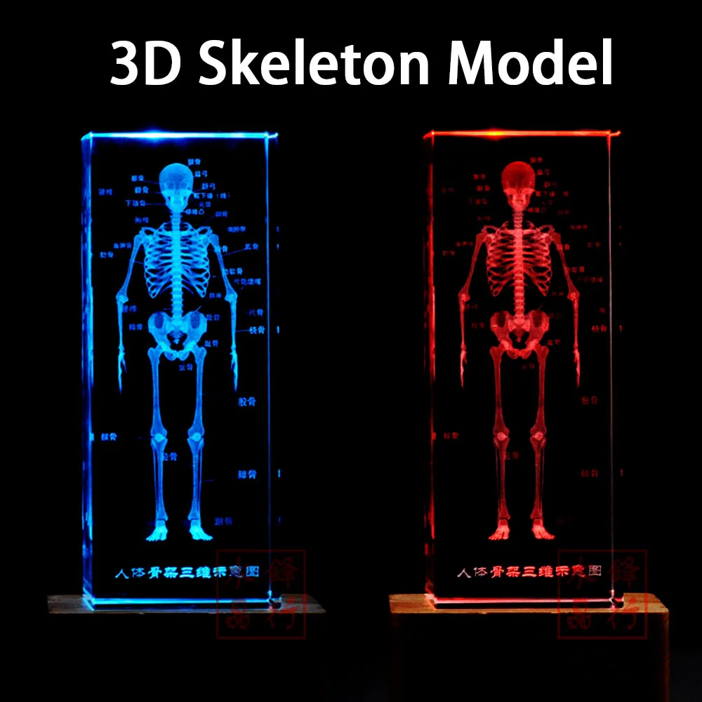 3D кристалл человеческий анатомический скелет модель для художественного эскиза