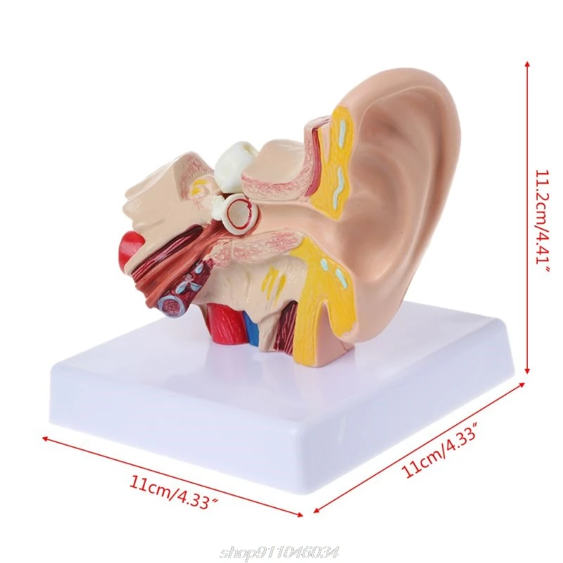 

1.5 Times Life Size Human Ear Anatomy Model OrganMedical Teaching Supplies Professional M08 21 Dropship