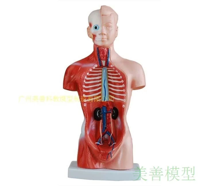 15 шт. мини органайзер для анатомии человека 28 см| |