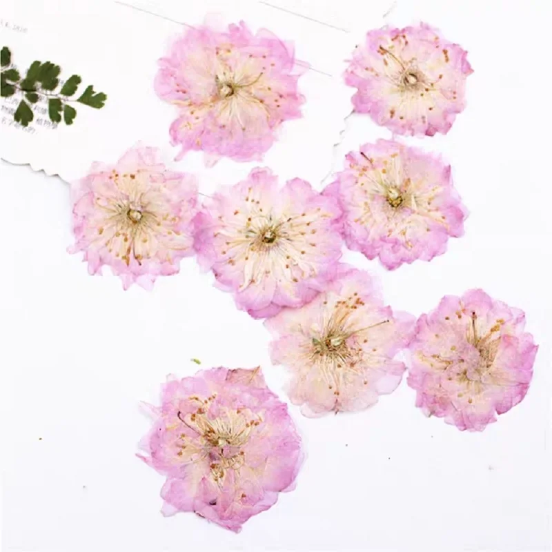 100 шт. прессованный высушенный Cerasus Вишневый цветок гербарий из растений для