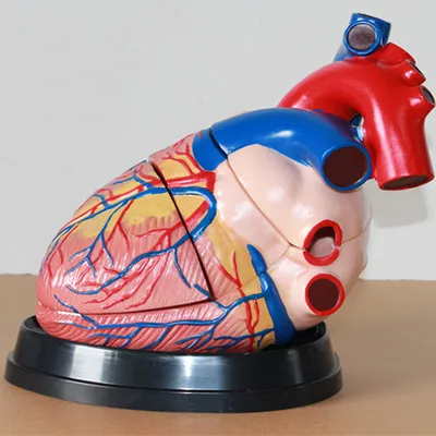 4XMedical Human Heart Model Heart anatomy  free shipping