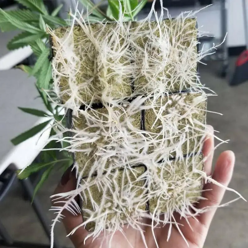 50pcs Soilles Plantin Sponge Planting Grow Grodan Starter Cubes - Rockwool Media for Cloning image 5