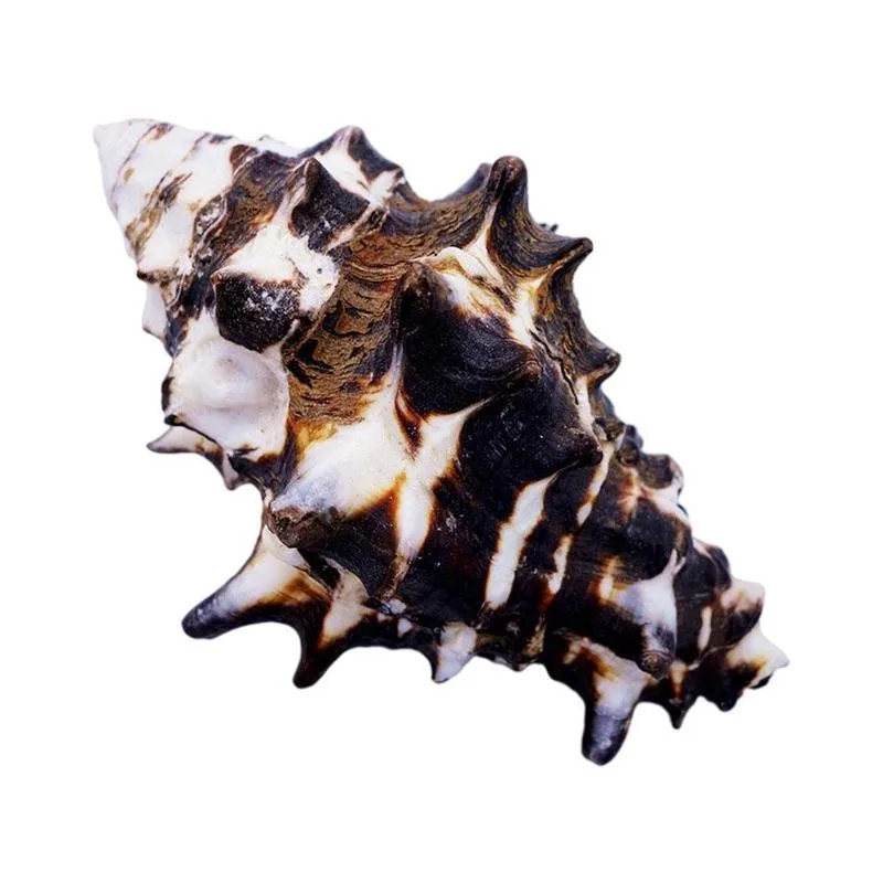 

Natural Gear Conch Shell Fish Tank Landscape Aquarium Decoration Seashell DIY Handmade Home Crafts Decoration