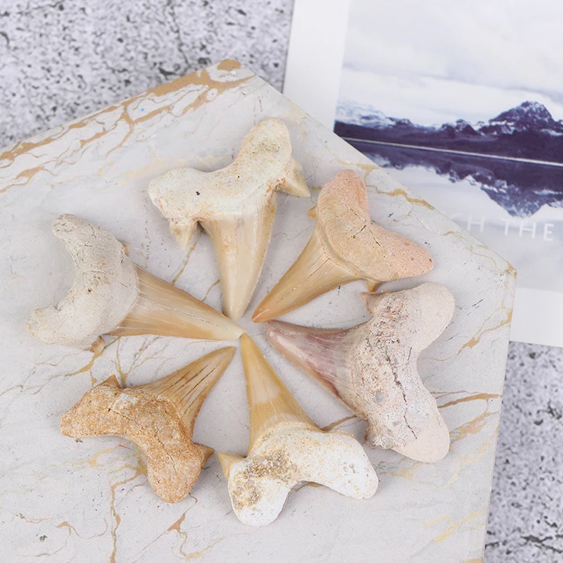 

1 Pc Simulation Tooth Fossil Shark Teeth Marine Biology Science Teaching Specimen Random Style
