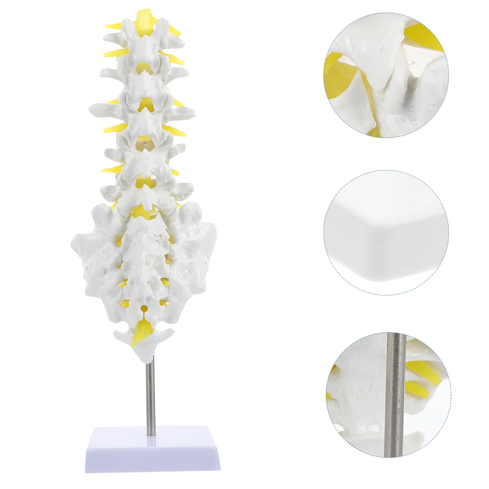 

1pc Lumbar Vertebral Model Lumbar Spine Anatomy Model Training Model