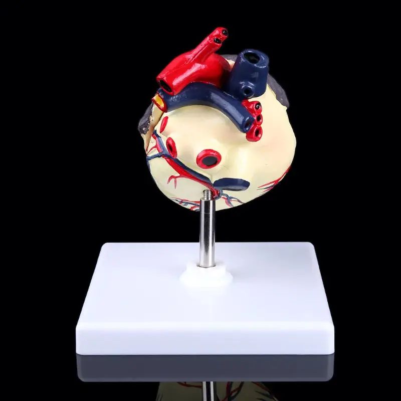 

Dog Heart Anatomy Model Canine Pet Animal Organ Study Teaching Aid Education Dropshipping