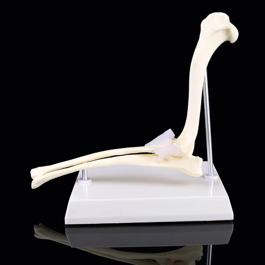 

Dog Canine Elbow Joint Model Veterinary Teaching Research Skeleton Animal Display Halloween Gifts