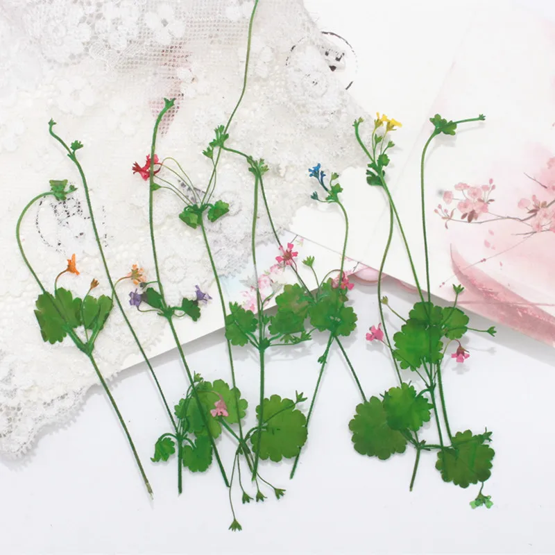 100 шт. прессованный высушенный проломник зонтичный цветочный гербарий для