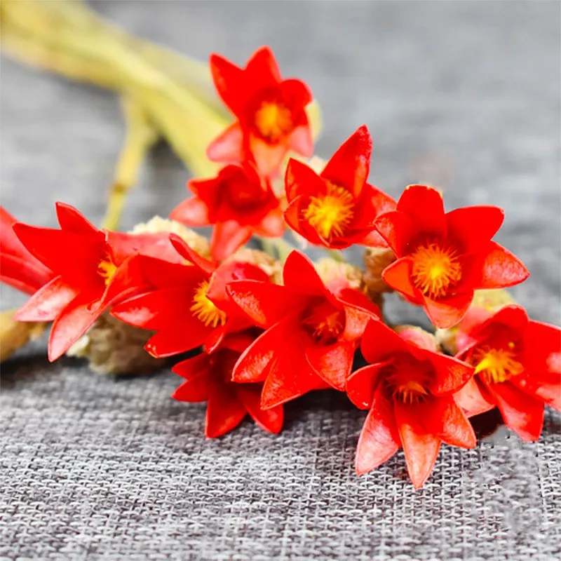 

Dried Flowers Handmade Flores Preservadas For DIY Wedding Home Cabinet Display Decor Valentine's Day Gift Christmas Decorations