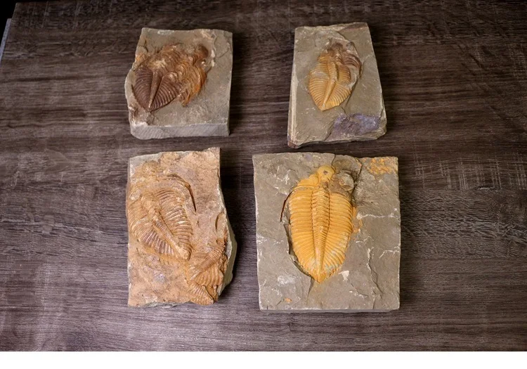 Редкий трилобит метакрифей giganteus Devonian из Боливии трилобиты DinoCrown Insect учебный образец коллекции