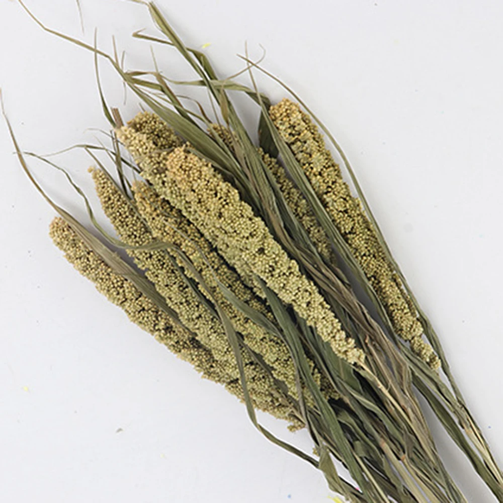 

10 Pcs Natural Dried Fresh Flower Bundle Preserved Millet Flower DIY Flower Wedding Decoration