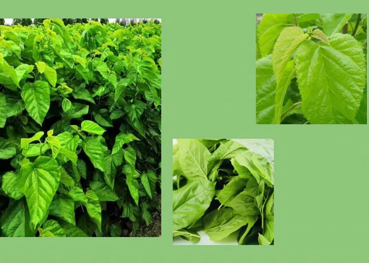 Еда для взрослых шелкопряд маленькие шелковистые червяки Детские Свежие