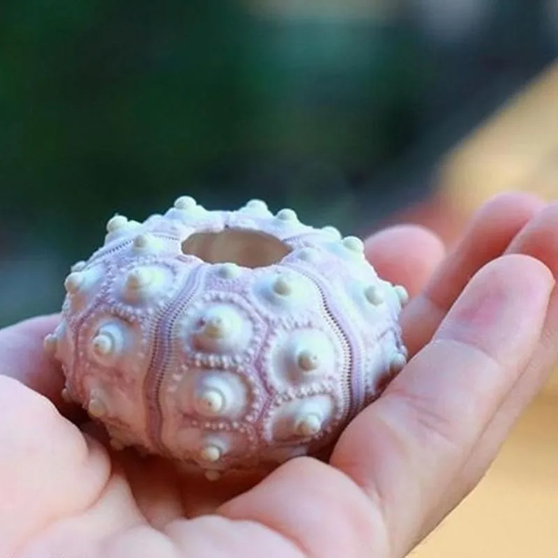 Натуральный морской еж ракушка улитки 5-8 см украшение для аквариума стола ананас