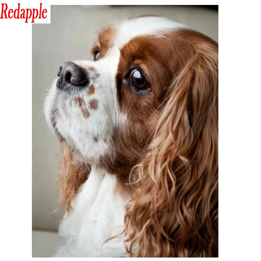 Алмазная картина 5d сделай сам кавалер король Чарльз собака полная квадратная