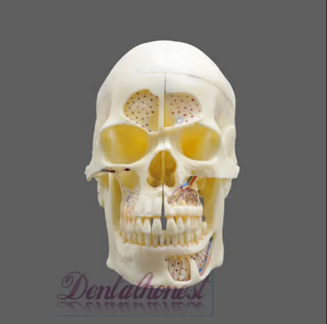 Модель стоматологической головки № 5004 02-съемная модель черепа Pro