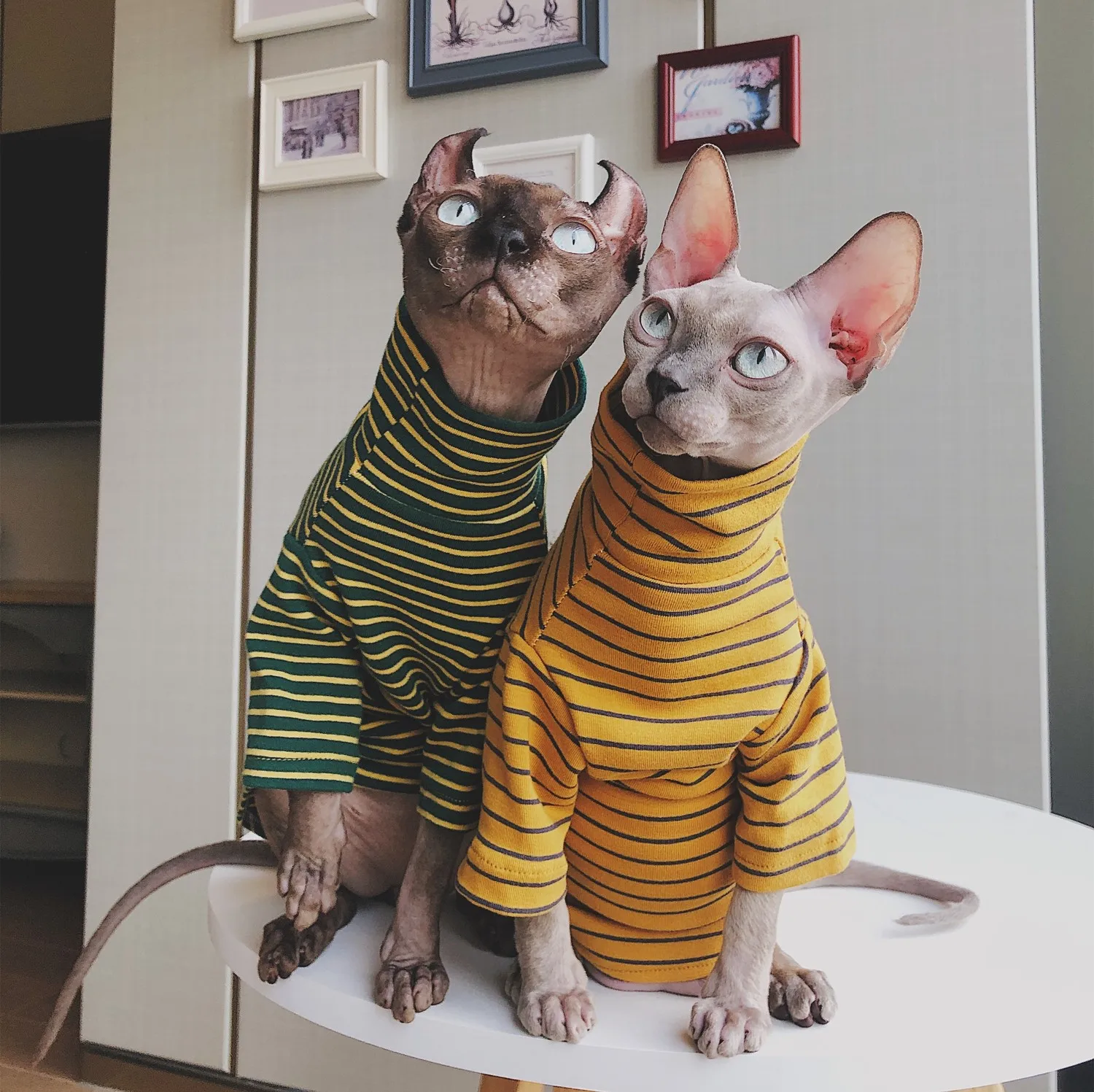 Одежда для собак и кошек Steefan Sphinx одежда Devin Литература любителей домашних