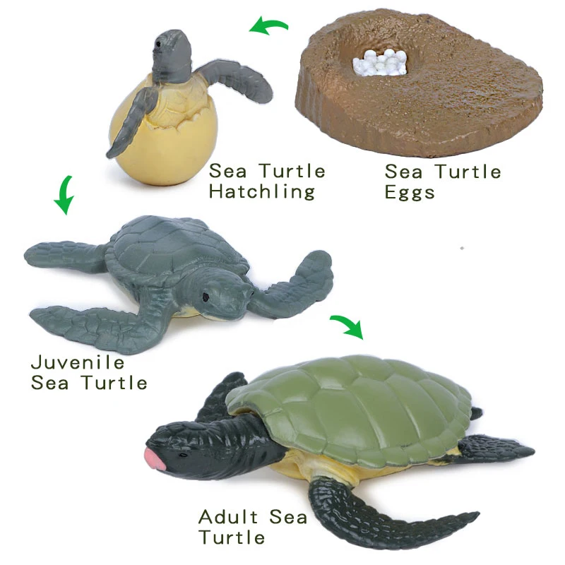 Имитация насекомых-лягушек жизненный цикл комаров модель черепахи муравьев