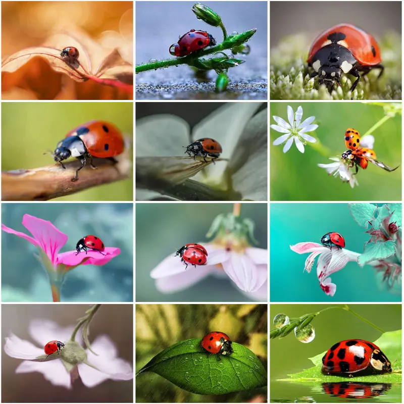 

5D Diy Diamond Painting Ladybug Diamond Mosaic Full Diamond Cross Stitch Animal Art Kit Home Decoration Embroidery Handmade Gift