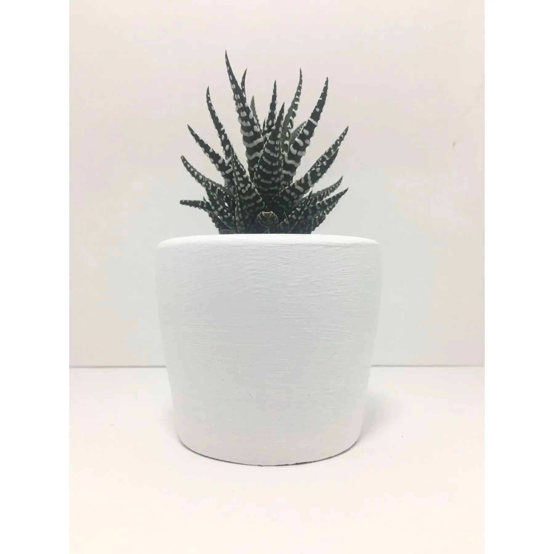 

Oblique Cylinder Concrete Pot and Live Sukulent - YE1607
