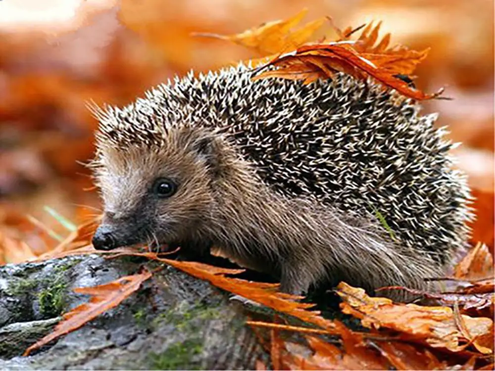 CJ1074-7 Алмазная вышивка ZOOYA 5D DIY с милым животным ежиком и одуванчиком, алмазная Вышивка крестиком, Круглая Мозаика, украшение CJ1074 - Цвет: CJ1074-7