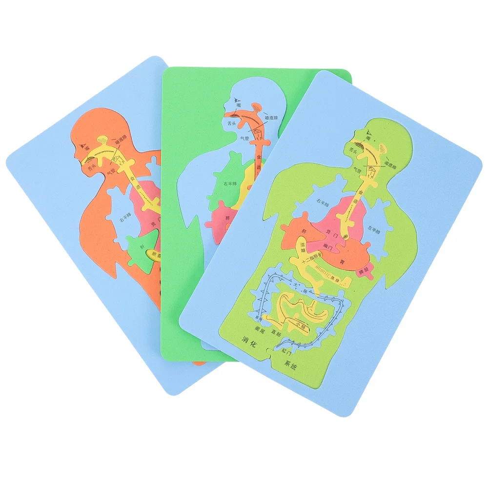 

3pcs EVA Human Organs Puzzle DIY Cognitive Body Organs Puzzle Educational