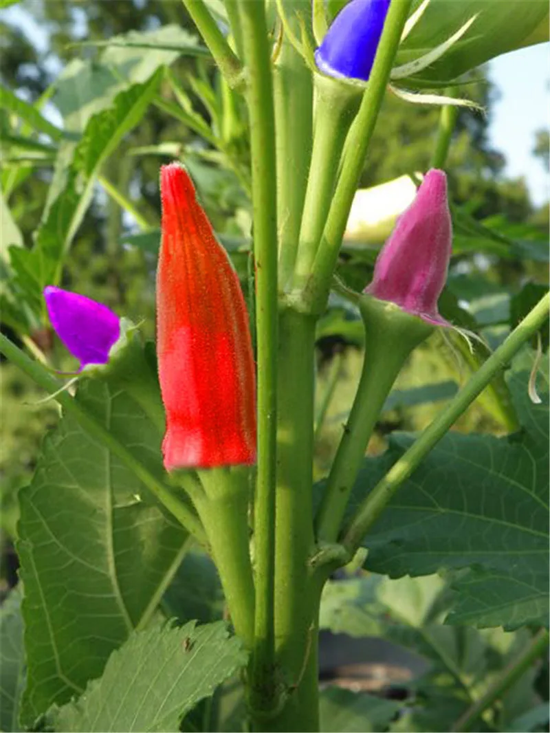 20 шт горшечных Весна посева семян овощи Бонсай терраса вид фрукты и бамия почек