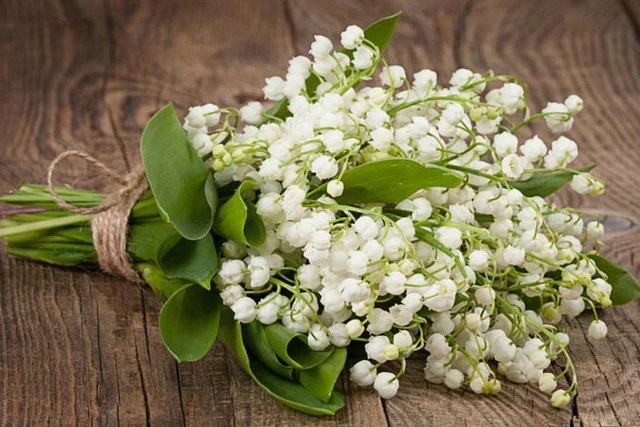 A12508 высокое качество красивый милый Набор для вышивки крестиком скрытые духи