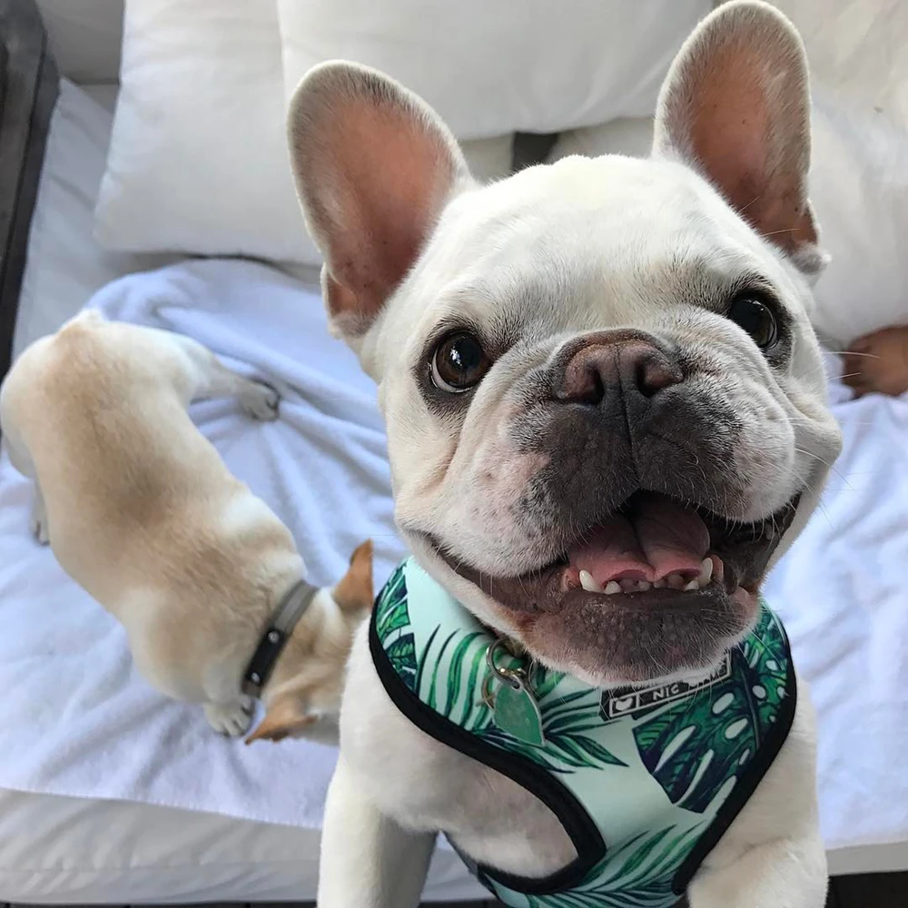 Mesh Dog Harness Leash Set French Bulldog Pug No Pull Ins Breathable Pet Vest Fashion Printed Clothes for Small Medium Dogs | Дом и сад
