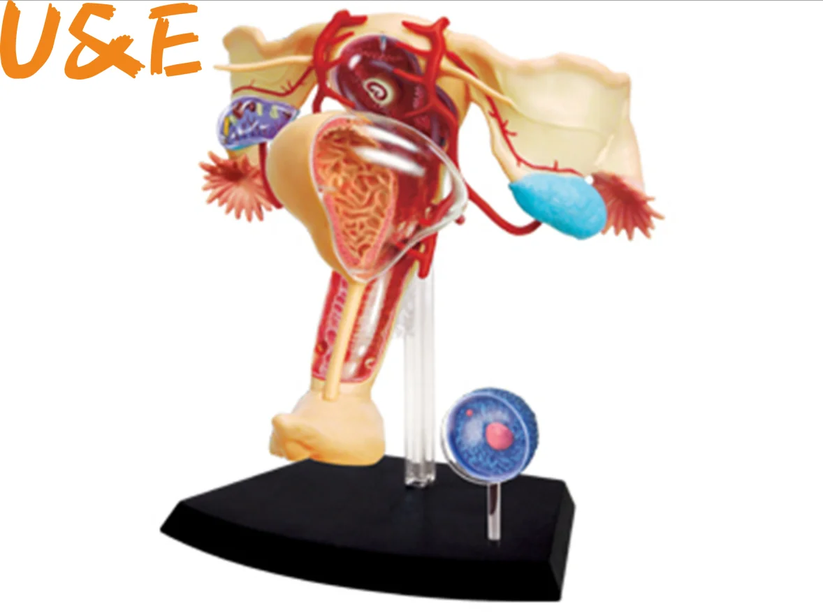 

4d Female Reproductive System Master Puzzle Assembling Toy Human Body Organ Anatomical Model Medical Teaching Model