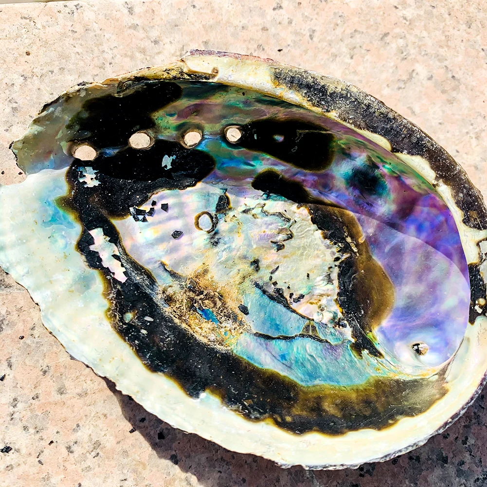 Редкие вариации 10-12 см Морская раковина натуральная морские пляжные черные пятна