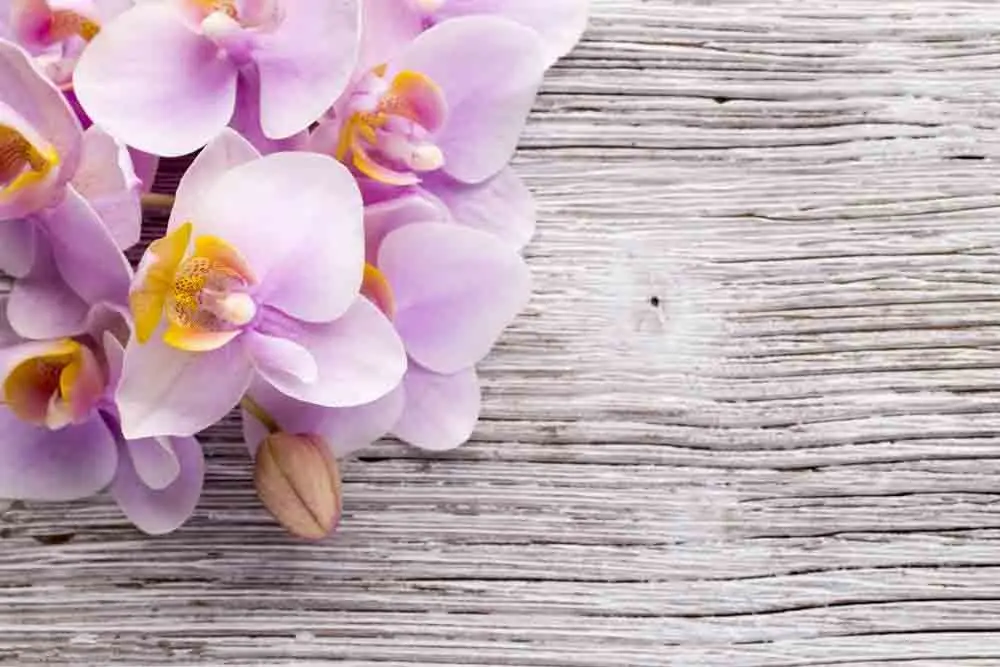 

SHENGYONGBAO Vinyl Custom Photography Backdrops Prop Floral and Wood Planks theme Photo Studio Background XH19912-3110