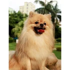 Алмазная 3D картина милая собака, полностью 5D, сделай сам, круглые стразы, алмазная живопись, вышивка, серия с животными, 100%