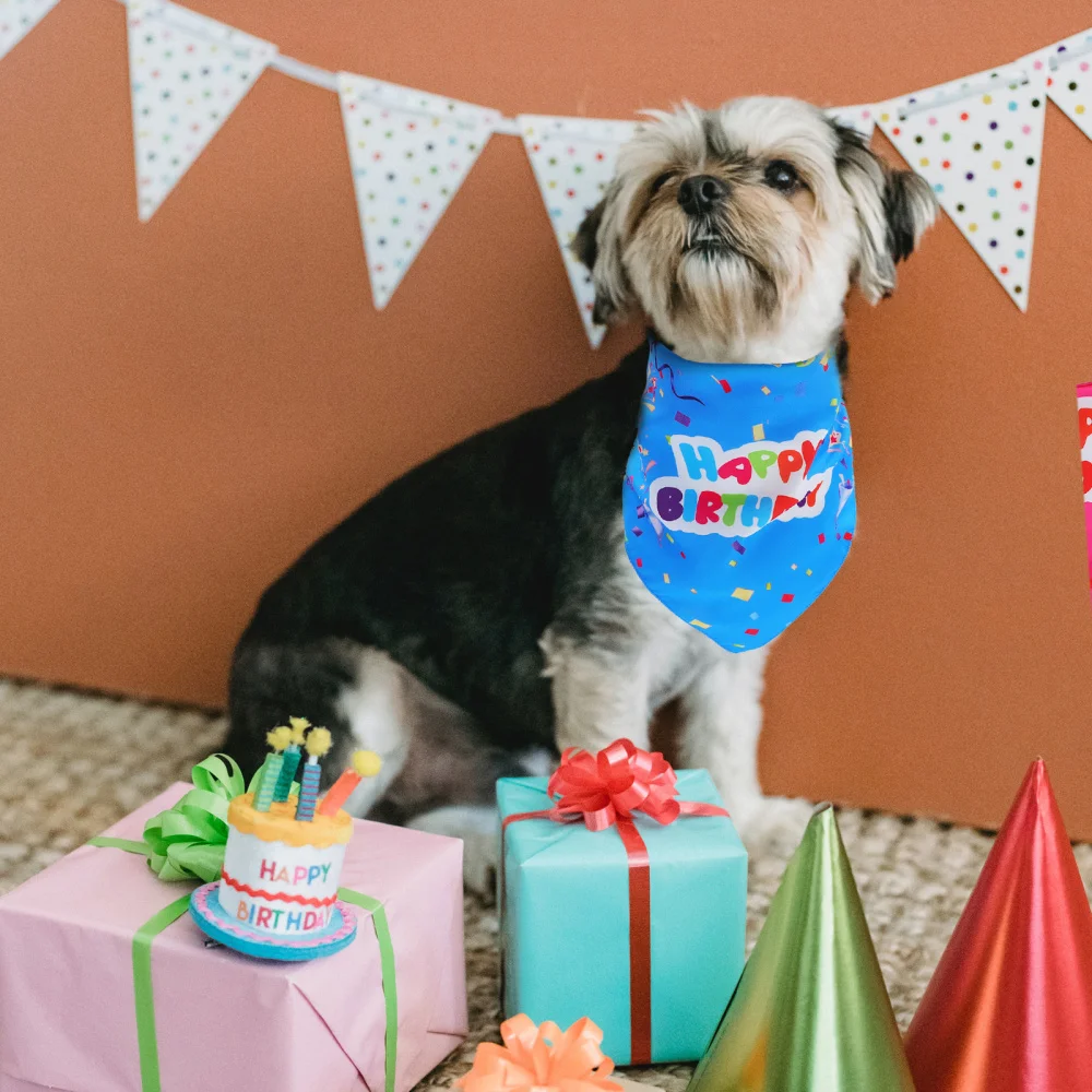 

2Pcs Cat Dog Birthday Bibs Creative Printing Pet Dog Bibs Stylish Dog Saliva Towels