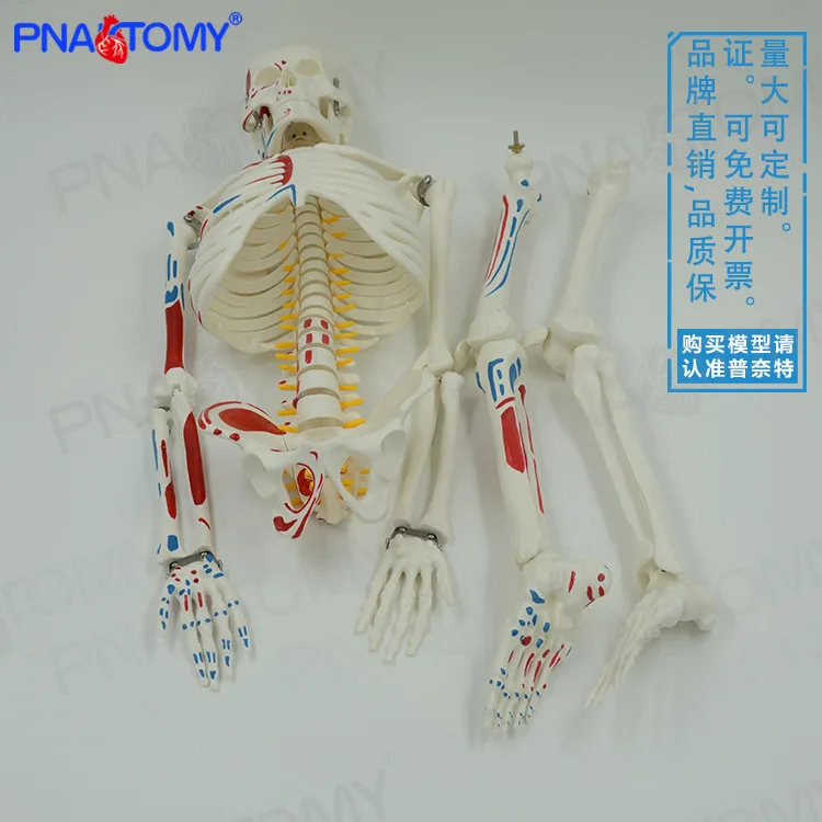 Модель человеческого скелета для всего тела 85 см съемная и подвижная окраска