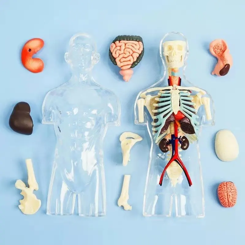 Собранный прозрачный человеческий ТОРС модель анатомии человека бюст 4D мужское