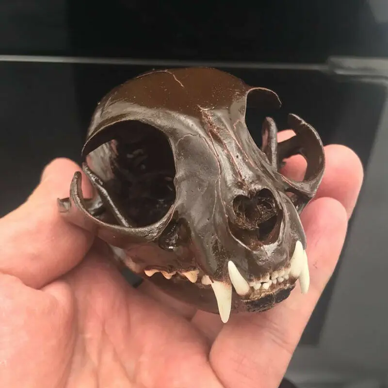 

1 шт. реальное животное образец черепа-для взрослых/ручной работы, коричневый