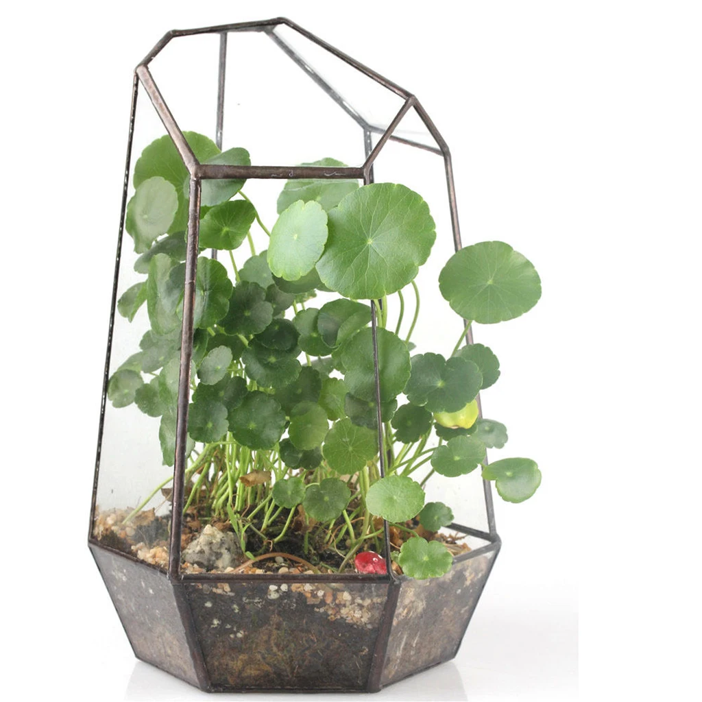 

Glass Geometric Terrarium Tabletop Succulent Box Planter Moss Fern Flower Pot